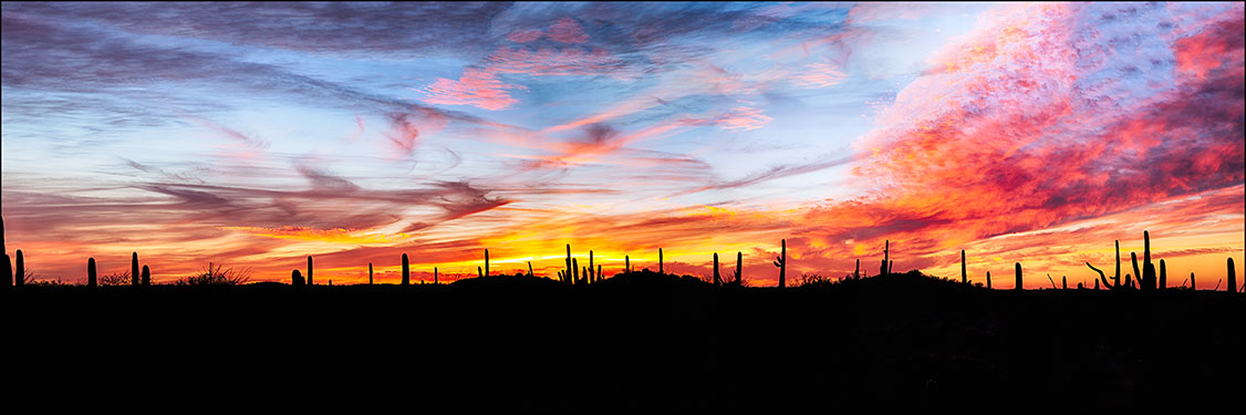 Saguaro cactus sunset panorama