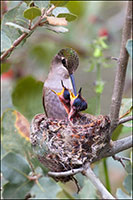 Hummingbird feeding baby in nest