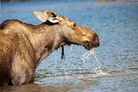 Cow Moose in Water