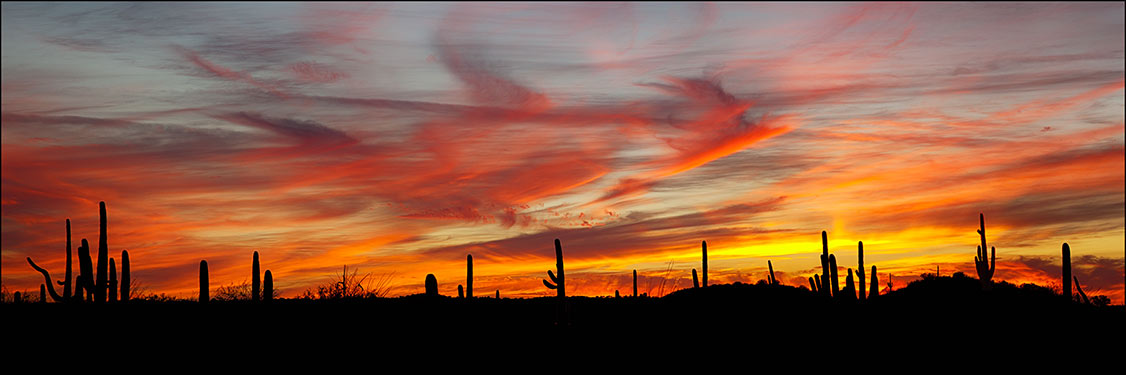 suguaro cactus sunset panorama